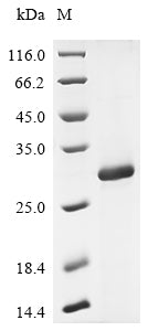 Greater than 85% as determined by SDS-PAGE.Recombinant Cynomolgus Monkey Interleukin-2 Receptor Subunit Beta (IL2RB) Protein (His)