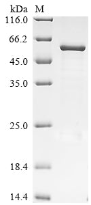 Greater than 85% as determined by SDS-PAGE.