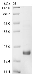 Greater than 85% as determined by SDS-PAGE.Recombinant Arabidopsis Thaliana Defensin-Like Protein 2 (PDF2.2) Protein (His-KSI)
