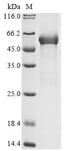 Greater than 85% as determined by SDS-PAGE.Recombinant Mouse Complement C1R Subcomponent-Like Protein (C1RL) Protein (His)