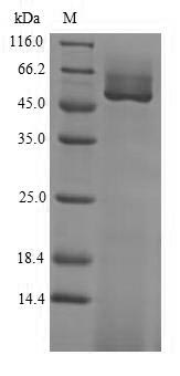 Greater than 90% as determined by SDS-PAGE.Recombinant Glycine Max Guanine Nucleotide-Binding Protein Subunit Beta-Like Protein Protein (His-SUMO)