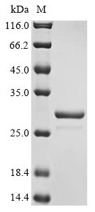 Greater than 85% as determined by SDS-PAGE.Recombinant Arabidopsis Thaliana Root Meristem Growth Factor 1 (RGF1) Protein (GST)