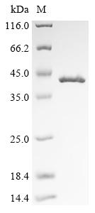 Greater than 90% as determined by SDS-PAGE.