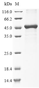 Greater than 85% as determined by SDS-PAGE.Recombinant Mouse Transmembrane Protease Serine 11A (TMPRSS11A) Protein (His&Myc)