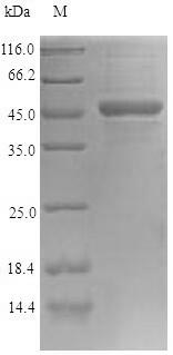 Greater than 90% as determined by SDS-PAGE.