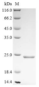Greater than 90% as determined by SDS-PAGE.Recombinant Dog B-Lymphocyte Antigen Cd20 (MS4A1) Protein (His&Myc)