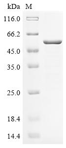 Greater than 85% as determined by SDS-PAGE.Recombinant Cucumis Melo Cucumisin Protein (His&Myc)
