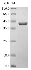 Greater than 90% as determined by SDS-PAGE.
