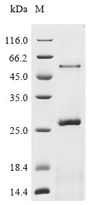 Greater than 90% as determined by SDS-PAGE.Recombinant Bat Coronavirus Hku3 Spike Glycoprotein (S) Protein (His)