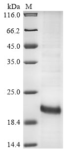 Greater than 85% as determined by SDS-PAGE.Recombinant Mouse Igf-Like Family Receptor 1 (IGFLR1) Protein (His)