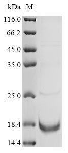 Greater than 85% as determined by SDS-PAGE.