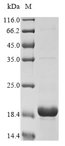 Greater than 90% as determined by SDS-PAGE.Recombinant Pig Alpha-Synuclein (SNCA) Protein (His)