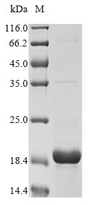 Greater than 90% as determined by SDS-PAGE.Recombinant Pig Alpha-Synuclein (SNCA)