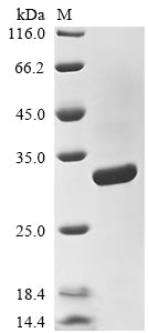 Greater than 90% as determined by SDS-PAGE.Recombinant Epstein-Barr Virus Epstein-Barr Nuclear Antigen 3 (EBNA3) Protein (His&Myc)