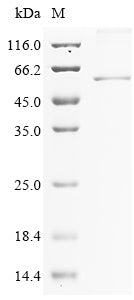 Greater than 85% as determined by SDS-PAGE.Recombinant Mouse Olfactomedin-4 (OLFM4) Protein (His)