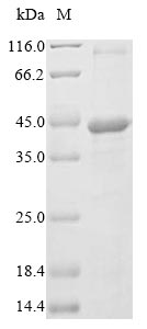 Greater than 85% as determined by SDS-PAGE.