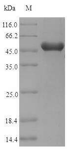 Greater than 90% as determined by SDS-PAGE.Recombinant Phleum Pratense Pollen Allergen Phl P 5A Protein (His-SUMO)
