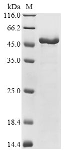 Greater than 85% as determined by SDS-PAGE.