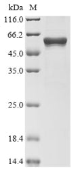 Greater than 85% as determined by SDS-PAGE.Recombinant E.Coli Transposase For Transposon Tn5 (TNPA)