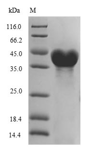 Greater than 85% as determined by SDS-PAGE.Recombinant Colwellia Psychrerythraea Dna Ligase (LIGA) Protein (His)