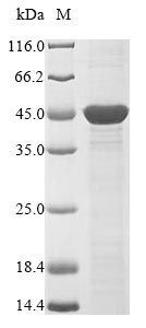 Greater than 85% as determined by SDS-PAGE.Recombinant Haemophilus Influenzae Outer Membrane Protein P2 (OMPP2) Protein (His&Myc)