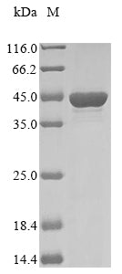 Greater than 85% as determined by SDS-PAGE.Recombinant Klebsiella Pneumoniae Outer Membrane Protein C (OMPC) Protein (His&Myc)