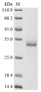 Greater than 85% as determined by SDS-PAGE.Recombinant Oenococcus Oeni Malolactic Enzyme (MLEA) Protein (His)