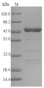 Greater than 90% as determined by SDS-PAGE.Recombinant Lolium Perenne Major Pollen Allergen Lol P 5A (LOLPIB) Protein (His-SUMO&Myc)