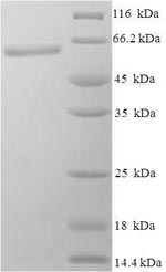 Greater than 90% as determined by SDS-PAGE.