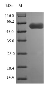Greater than 85% as determined by SDS-PAGE.Recombinant Campylobacter Jejuni Flagellin B (FLAB) Protein (His)