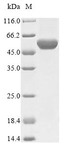 Greater than 85% as determined by SDS-PAGE.Recombinant Campylobacter Jejuni Flagellin B (FLAB)