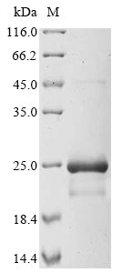 Greater than 85% as determined by SDS-PAGE.Recombinant E.Coli Heat-Stable Enterotoxin A2 (STA2) Protein (His-SUMO&Myc)
