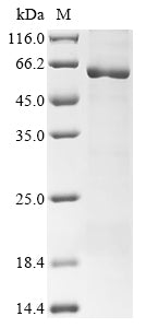 Greater than 85% as determined by SDS-PAGE.Recombinant Arabidopsis Thaliana Catalase-3 (CAT3) Protein (His&Myc)
