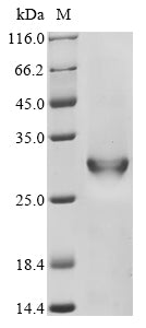 Greater than 90% as determined by SDS-PAGE.Recombinant Bacillus Thuringiensis Pesticidal Crystal Protein Cry1Bb (CRY1BB) Protein (His&Myc)