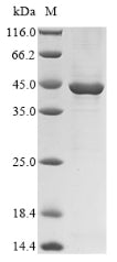 Greater than 90% as determined by SDS-PAGE.