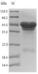 Greater than 90% as determined by SDS-PAGE.Recombinant E.Coli Cytolethal Distending Toxin Subunit B (CDTB) Protein (His-SUMO&Myc)