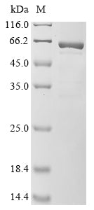 Greater than 85% as determined by SDS-PAGE.