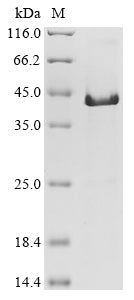 Greater than 85% as determined by SDS-PAGE.