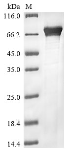Greater than 85% as determined by SDS-PAGE.Recombinant Human Cryptochrome-2 (CRY2) Protein (His&Myc)