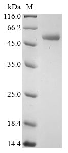 Greater than 90% as determined by SDS-PAGE.