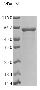 Greater than 85% as determined by SDS-PAGE.