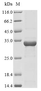 Greater than 85% as determined by SDS-PAGE.Recombinant Bacillus Thuringiensis Subsp. Kurstaki Pesticidal Crystal Protein Cry1Ia (CRY1IA) Protein (His-KSI)