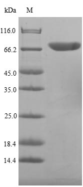 Greater than 85% as determined by SDS-PAGE.Recombinant Campylobacter Jejuni Flagellin A (FLAA) Protein (His-SUMO&Myc)