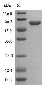 Greater than 85% as determined by SDS-PAGE.