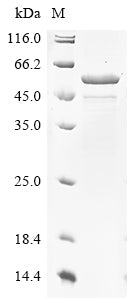 Greater than 85% as determined by SDS-PAGE.Recombinant Campylobacter Jejuni Flagellin A (FLAA) Protein (His)