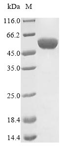 Greater than 85% as determined by SDS-PAGE.