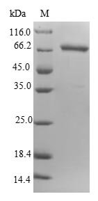 Greater than 90% as determined by SDS-PAGE.