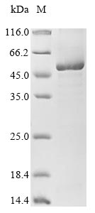 Greater than 85% as determined by SDS-PAGE.Recombinant Methanosarcina Barkeri Pyrrolysine--Trna Ligase (PYLS) Protein (His)