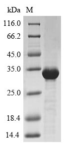 Greater than 85% as determined by SDS-PAGE.