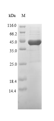 Greater than 85% as determined by SDS-PAGE.Recombinant Mycoplasma Genitalium High Affinity Transport System Protein P37 (P37) Protein (His&Myc)